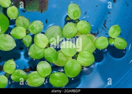 Startseite Aquarium schwimmende Pflanzen namens Amazon frogbit oder Limnobium laevigatum von Süßwasserfischen gebissen. Draufsicht. Stockfoto