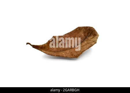 Einzelnes trockenes blatt mit indianischer Mandel, isoliert auf weißem Hintergrund. Stockfoto