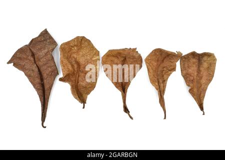 Fünf trockene indische Mandelblätter isoliert auf weißem Hintergrund. Stockfoto