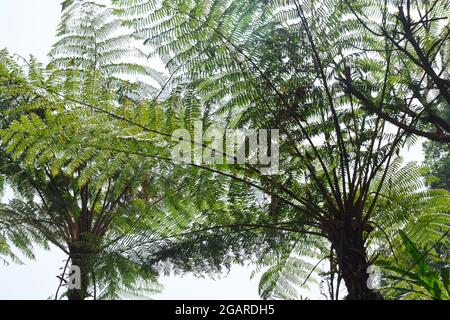 Dicksonia sellowiana. Ein großer, robuster Baumfarn mit einem dicken Stamm, der von einer dichten Schicht dunkelbrauner, drahtiger Wurzeln bedeckt ist, die eine Höhe von ebenso viel erreicht Stockfoto