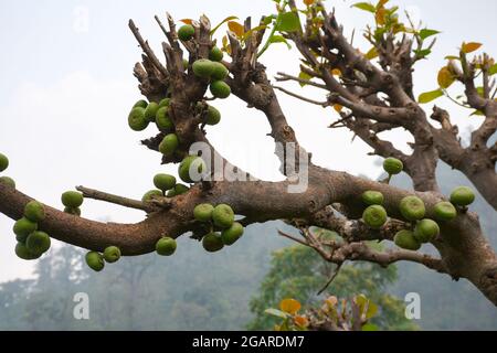 Ficus racemosa, auch bekannt als Cluster-Feige, Red River Fig oder Gular, ist eine Pflanzenart aus der Familie der Moraceae. Stockfoto