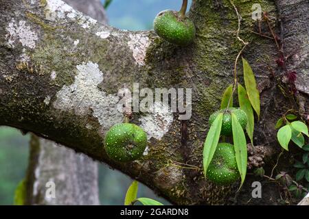 Ficus racemosa, auch bekannt als Cluster-Feige, Red River Fig oder Gular, ist eine Pflanzenart aus der Familie der Moraceae. Stockfoto