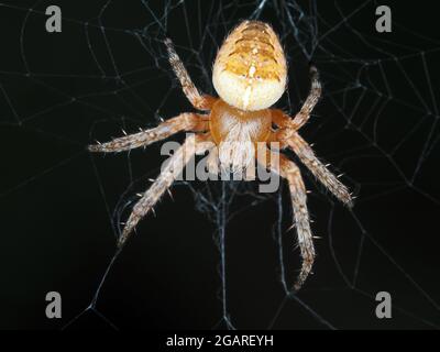 Spinne identifiziert als Araneus diadematus, dorsale Ansicht - Makrofotografie Stockfoto