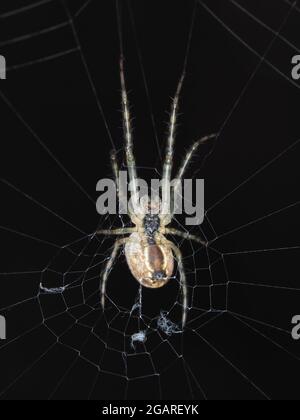 Spider identifiziert als Araneus diadematus, ventrale Ansicht - Makrofotografie Stockfoto