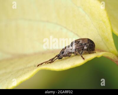 Winziger Käfer identifiziert als Sciopithes obscurus - Obscure Root Weevil Stockfoto