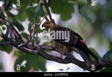 EIN PFEIFENDER DRACHEN (HALIASTUR SPHEMURUS), HOCH OBEN IN EINEM BAUM IM WESTEN AUSTRALIENS. Stockfoto