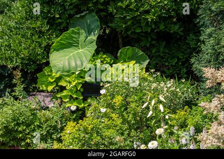 Nahaufnahme einer wunderschönen Elefantenohrpflanze (Colocasia gigantea) in einem Sommer-Ziergarten Stockfoto