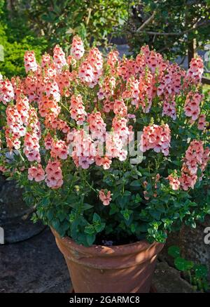 Halbwinterliche, jährliche Diascia Aurora Apricot, die von der frühen Morgensonne im Terrakotta-Topf auf der Terrasse im englischen Sommergarten beleuchtet wird Stockfoto