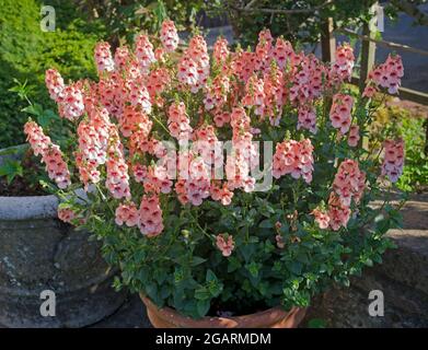 Halbwinterliche, jährliche Diascia Aurora Apricot, die von der frühen Morgensonne im Terrakotta-Topf auf der Terrasse im englischen Sommergarten beleuchtet wird Stockfoto