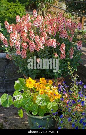 Diascia Aurora Apricot, Nasturtium Alaska Mixed and Blue Trailing Anagallis Skylover wächst in Töpfen auf Stein Terrasse im englischen Sommergarten Stockfoto