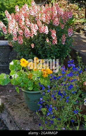 Diascia Aurora Apricot, Nasturtium Alaska Mixed and Blue Trailing Anagallis Skylover wächst in Töpfen auf Stein Terrasse im englischen Sommergarten Stockfoto