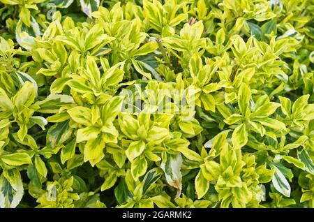 Nahaufnahme des sich entfaltenden gelben und grün gefärbten Laubs im Frühfrühling auf dem immergrünen Euonymus fortunei-Strauch, April, England Stockfoto