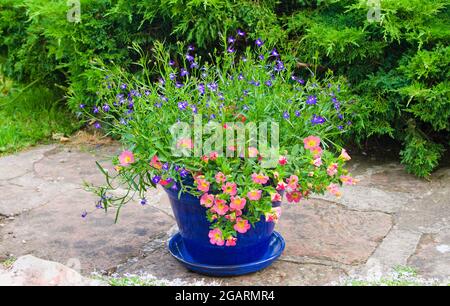 Calibrachoa Coral Rosa und blauer Blütenlobelie in blau glasierten Terrakottatöpfen auf einer Steinterrasse im englischen Sommergarten, Wacholderstrauch im Hintergrund Stockfoto