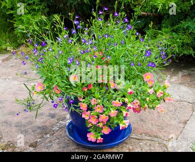 Calibrachoa Coral Rosa und blauer Blütenlobelie in blau glasierten Terrakottatöpfen auf einer Steinterrasse im englischen Sommergarten, Wacholderstrauch im Hintergrund Stockfoto