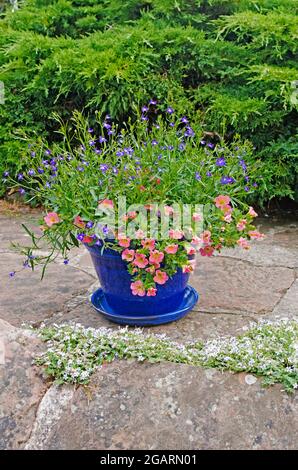 Calibrachoa Coral Rosa und blauer Blütenlobelie in blau glasierten Terrakottatöpfen auf einer Steinterrasse im englischen Sommergarten, Wacholderstrauch im Hintergrund Stockfoto