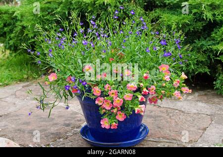 Calibrachoa Coral Rosa und blauer Blütenlobelie in blau glasierten Terrakottatöpfen auf einer Steinterrasse im englischen Sommergarten, Wacholderstrauch im Hintergrund Stockfoto