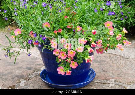 Calibrachoa Coral Rosa und blauer Blütenlobelie in blau glasierten Terrakottatöpfen auf einer Steinterrasse im englischen Sommergarten, Wacholderstrauch im Hintergrund Stockfoto