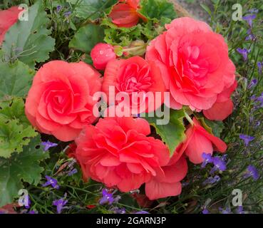 Nahaufnahme der im Spätsommer blühenden, tiefrosa Doppelbegonien-Blüten, die in einem Terrakotta-Topf mit violett-blauer hinterliebener Belie wachsen, August, England, Großbritannien Stockfoto