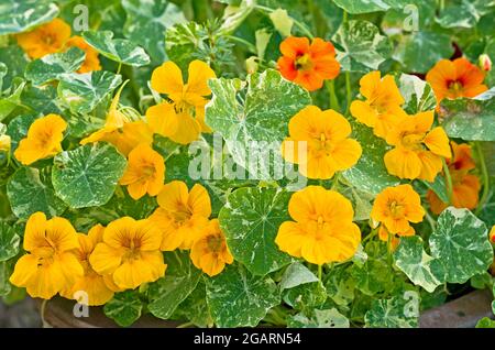 Kapuzinerkresse Alaska in Blüte gemischt, in Terrakotta-Topf angebaut, Juli, Sommer, England Großbritannien Stockfoto