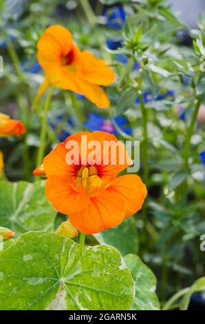 Nahaufnahme von Nasturtium Alaska Gemischte Blumen in der frühen Morgensonne, mit leuchtend blauen Anagallis Skylover hinter Blumen, Juli, England Stockfoto