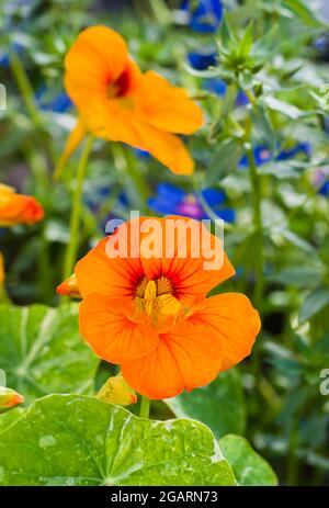 Nahaufnahme von Nasturtium Alaska Gemischte Blumen in der frühen Morgensonne, mit leuchtend blauen Anagallis Skylover hinter Blumen, Juli, England Stockfoto