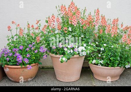 Bacopa Abunda Colossal, Brachyscome Brasco Violet, Diascia Aurora Aprikosen, die in Terrakotta-Töpfen auf Steinfahnen vor der weißen Wand blühen, Juli England Stockfoto