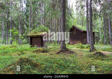 Zwei kleine Holzhütten mit moosbedeckten Dächern mitten im Wald Stockfoto