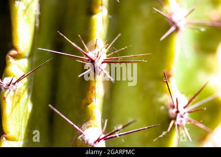 Scharfe, lange stachelige Spitzen an einem Kaktus bei warmem Sonnenschein. Textur, Hintergrund des grün-gelben Kaktus extrem hautnah, Makroaufnahme. Gefährliche Dese Stockfoto
