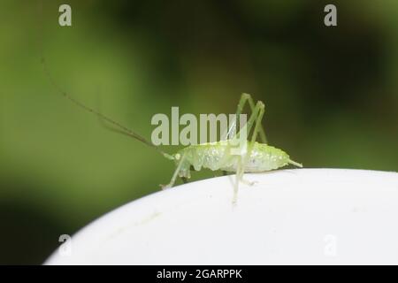 Nymphe Southern Oak Bush Cricket (Meconema meridionale) oder Oak Bush Cricket, Trommeln katydid (Meconema thalassinum). Unterfamilie Meconematinae. Stockfoto