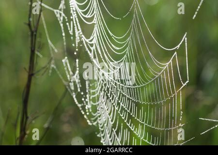 spider's Web bedeckt mit Morgentau Nahaufnahme selektiven Fokus Stockfoto