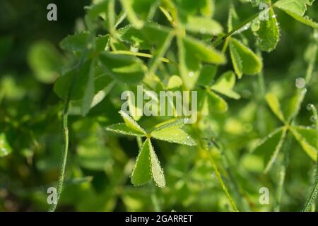 Oxalis acetosella, Holzsorrellblätter, bedeckt mit Morgentau, selektiver Fokus Stockfoto