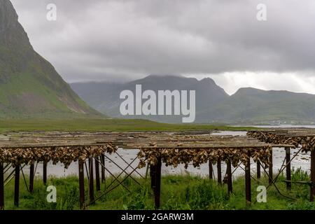 Blick auf Holzregale an der Küste der Lofoten-Inseln mit Hunderten von Stockfischköpfen, die in der arktischen Luft trocknen Stockfoto