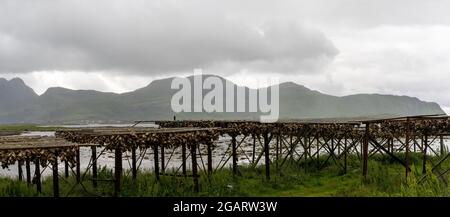 Blick auf Holzregale an der Küste der Lofoten-Inseln mit Hunderten von Stockfischköpfen, die in der arktischen Luft trocknen Stockfoto