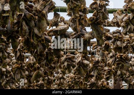 Eine Nahaufnahme von Holzregalen mit Hunderten von Stockfischköpfen, die in der arktischen Luft trocknen Stockfoto