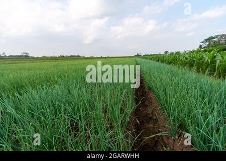 Rote Zwiebelpflanzen von Bauernplantagen in Ost-Java, Malang Stockfoto