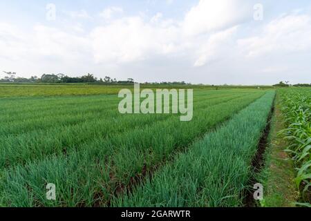 Rote Zwiebelpflanzen von Bauernplantagen in Ost-Java, Malang Stockfoto