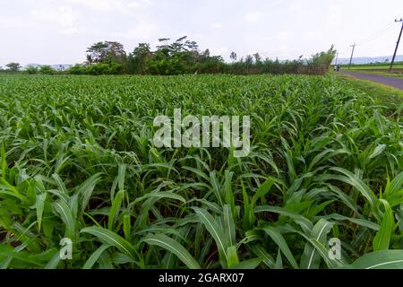 Rote Zwiebelpflanzen von Bauernplantagen in Ost-Java, Malang Stockfoto