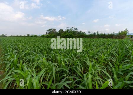 Rote Zwiebelpflanzen von Bauernplantagen in Ost-Java, Malang Stockfoto