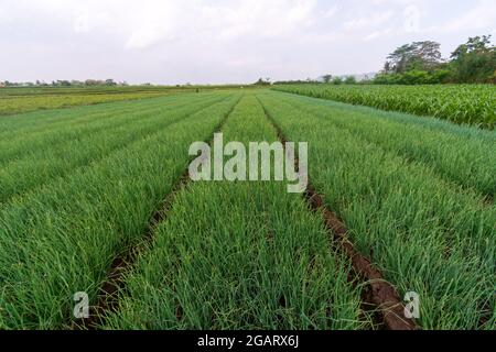 Rote Zwiebelpflanzen von Bauernplantagen in Ost-Java, Malang Stockfoto