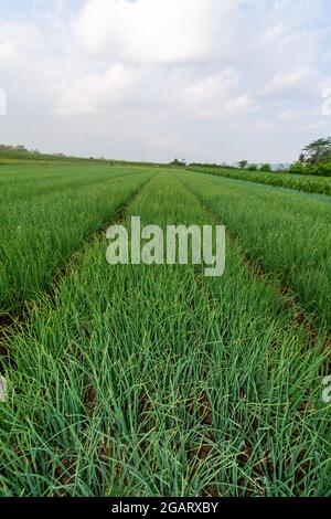 Rote Zwiebelpflanzen von Bauernplantagen in Ost-Java, Malang Stockfoto