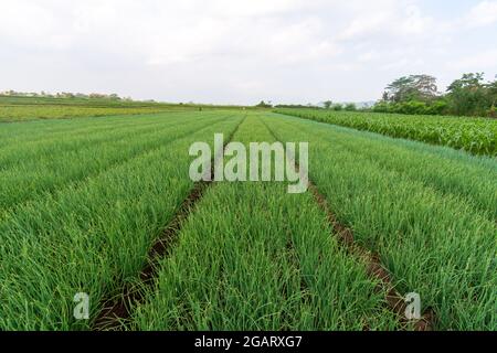 Rote Zwiebelpflanzen von Bauernplantagen in Ost-Java, Malang Stockfoto