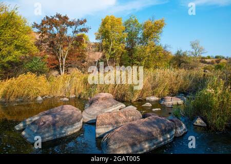 Ein schneller, flacher, sauberer Bach fließt zwischen glatten nassen großen Steinen, umgeben von hohen trockenen Klumpen, die im Wind im malerischen Ukraine schwanken Stockfoto