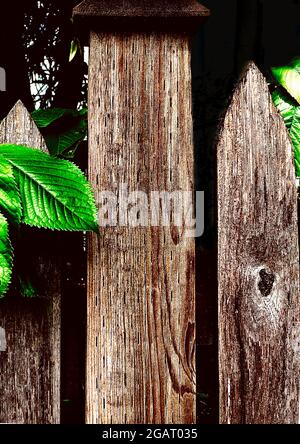 Holzpfakenzaun mit Blättern Stockfoto
