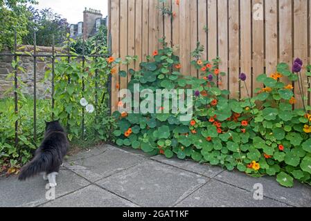 Nasturtien und Allium wachsen zusammen in einem Hinterhof in Edinburgh, Schottland, Großbritannien. Stockfoto