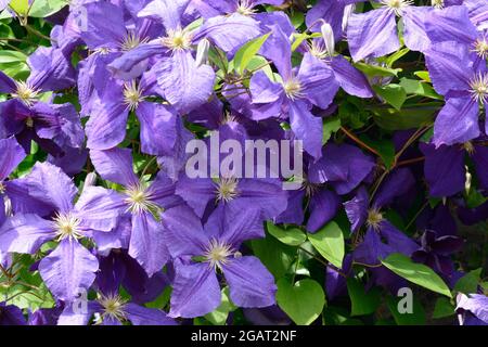 Clematis jackmanii Superba spät große blühende lila Clematis Blüten Stockfoto