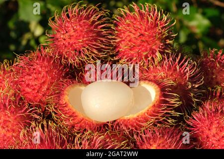 Indonesien Batam - Rambutan Fruits - Nephelium lappaceum Stockfoto