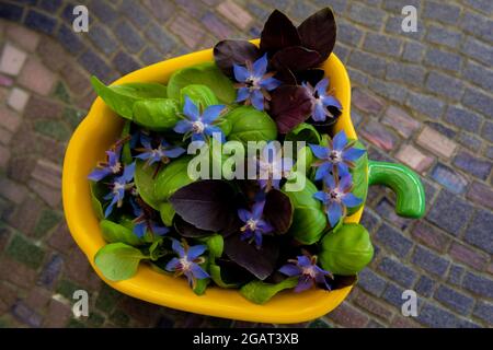 basilikumblätter und Borretschblüten, präsentiert in einer gelben Schale, die wie ein Paprika geformt ist. Die Basilikumsorten sind klassisch italienisch und dunkelrot. Stockfoto