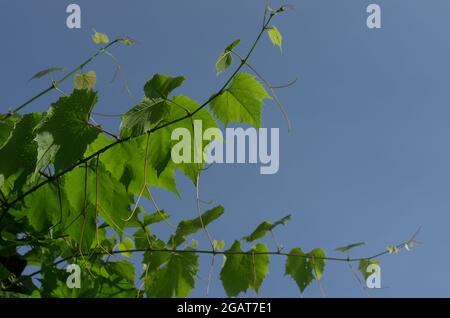 Weinrebe mit Blättern und jungen Trieben auf dem Hintergrund eines blauen Himmels bei sonnigem Wetter Stockfoto