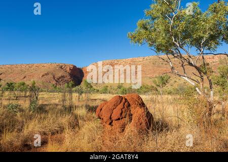 Panoramablick auf einen roten Termitenhügel in der Savanne, Mornington Wilderness Camp, Kimberley Region, Western Australia, WA, Australien Stockfoto