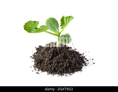 Baby Zucchini sprießen bereit, isoliert auf weißem Hintergrund zu Pflanzen Stockfoto